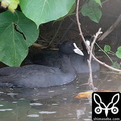 今季初確認のオオバン。近年、沖縄でも越夏個体も出ています。