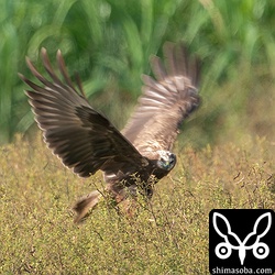 こんなところにも獲物がいるようでした。