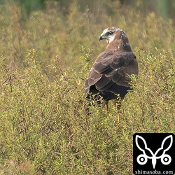 草の上に止まり休憩。