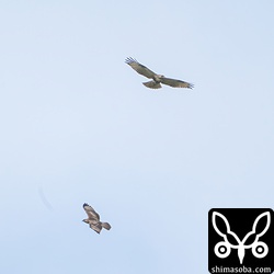 上昇気流に乗って旋回するノスリ2羽。