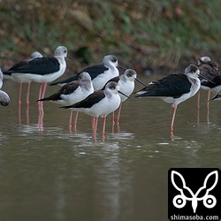 セイタカシギの群れ。石垣島内でいくつか見られます。