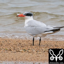 別の場所にいたオニアジサシ成鳥冬羽。