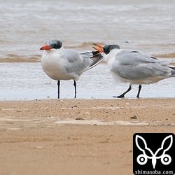 オニアジサシの成鳥冬羽(左)と幼鳥。