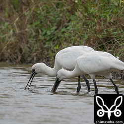 クロツラヘラサギは成鳥(右)と幼鳥〜若い個体。 `先月から滞在の2羽 <https://shimasoba.com/blog/1731/>`_ が場所を変えてと思われます。