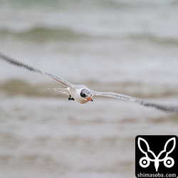 上と同じ個体。