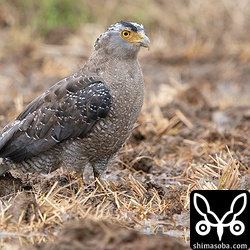 カンムリワシ成鳥。