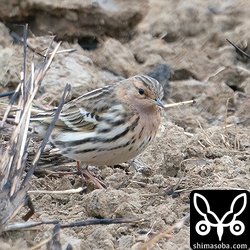 ムネアカタヒバリ夏羽から冬羽へ。