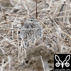 淡い色合いのヒバリ。大陸からだったりするのでしょうか。