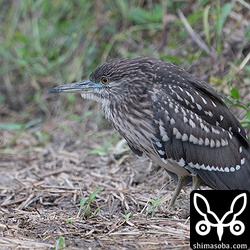 ゴイサギ幼鳥。警戒心の弱い個体でした。