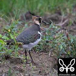タゲリは9羽の群れ。すべて幼鳥でした。