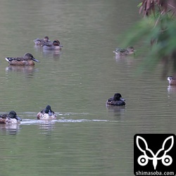 今季初のキンクロハジロ。オスのエクリプスと思われます。