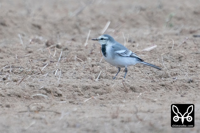 タイワンハクセキレイ