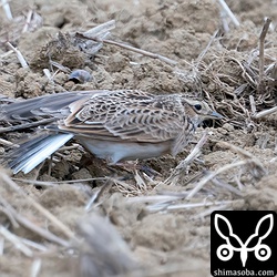 ヒバリの尾羽と初列風切。