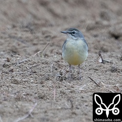 キセキレイ第1回冬羽。