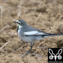 ハクセキレイ第1回冬羽のオス。