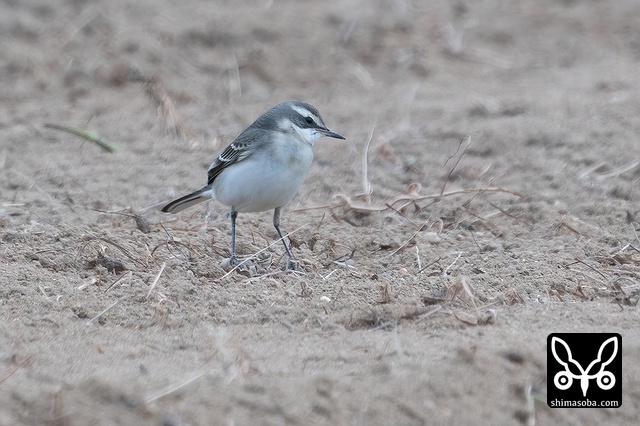 ツメナガセキレイ