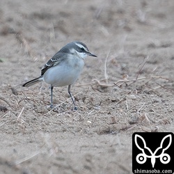 ツメナガセキレイ第1回冬羽。