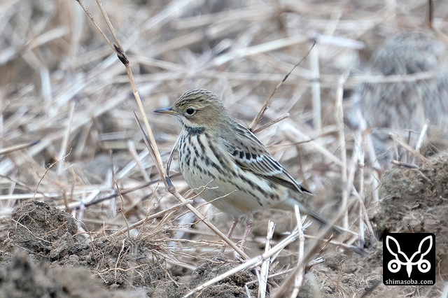 ムネアカタヒバリ