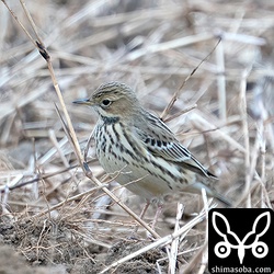 ムネアカタヒバリ第1回冬羽。