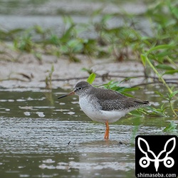アカアシシギ成鳥。夏羽から冬羽へ換羽中。