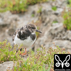 キョウジョシギ冬羽。