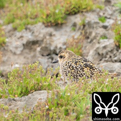 ムナグロ成鳥冬羽。