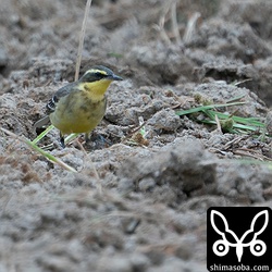 ツメナガセキレイ冬羽へ換羽中。