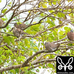 写真のベニバトは5羽ですが、もう一羽いました。