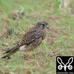 チョウゲンボウのメス幼鳥。