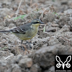 ツメナガセキレイ冬羽。メスでしょうか。