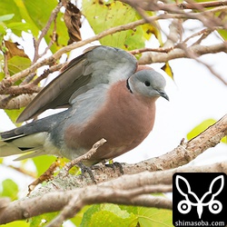 伸びをするベニバトのオス。尾羽の先端半分の白い部分は飛ぶと時によく目立ちます。