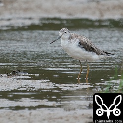 アオアシシギ冬羽へ。