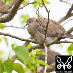 こちらのメスも換羽が進んでいます。この写真だけで4羽写っています。一番奥の個体が6羽目のベニバト。^^