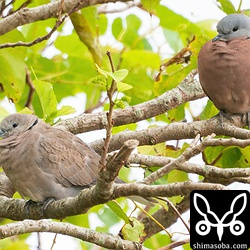 ベニバトのオス(右)とメス。