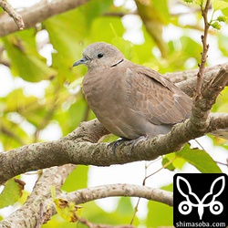 ベニバトのメス。冬羽に換羽しつつあります。