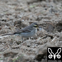 ツメナガセキレイ第1回冬羽。