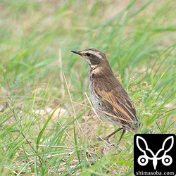 今季初観察のツグミは2羽とも第1回冬羽でした。