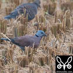 横なぐりの雨の中、ベニバト。2カ所合わせて3羽。