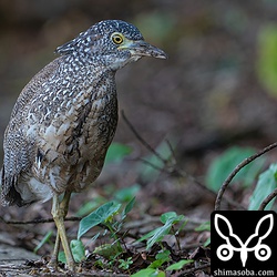 ズグロミゾゴイ幼鳥。第1回冬羽へ換羽中でわずかに茶色い羽が見えます。