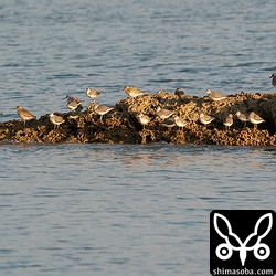キアシシギ、ムナグロ、ダイゼンの群れ。