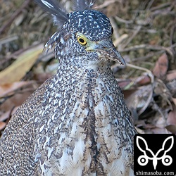 風で冠羽が広がり、幼羽の美しい模様が見えました。
