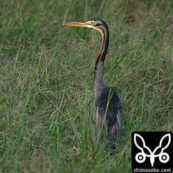 ムラサキサギ成鳥。最近、恐竜図鑑にはまっている息子は「恐竜時代から来た鳥がいる」と大騒ぎ。^^ 鳥類は恐竜だということはまだ息子には教えていない。