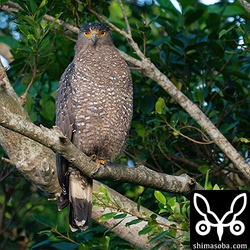 カンムリワシのメス成鳥。