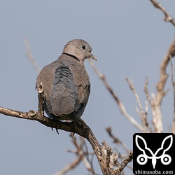 ベニバトの成鳥メス。