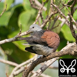 ベニバトの成鳥オス。