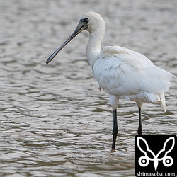 クロツラヘラサギの若い個体。3カ所に合わせて7羽ほど滞在しています。