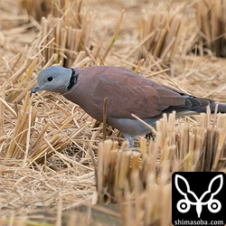 今日はベニバトのオス成鳥ばかり3羽。