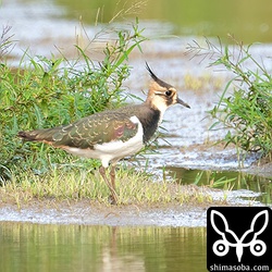今季はタゲリも多く飛来しています。いまのところ成鳥は一羽も遭遇しておらず、全て幼鳥です。