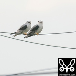 カタグロトビのペア。左がオスです。