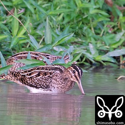こちらのタシギは2羽とも幼鳥。